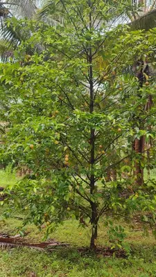 a small tree with lots of fruits on it at KV Farm house in Malaiyāndipattanam