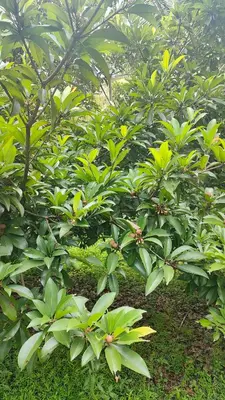 a row of green plants with yellow flowers at KV Farm house in Malaiyāndipattanam