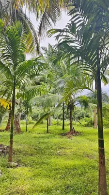 a group of palm trees in a field of grass at KV Farm house in Malaiyāndipattanam