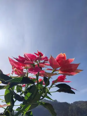 a group of red flowers with the sky in the background at Ivy Cottage Kodaikanal in Kodaikānāl