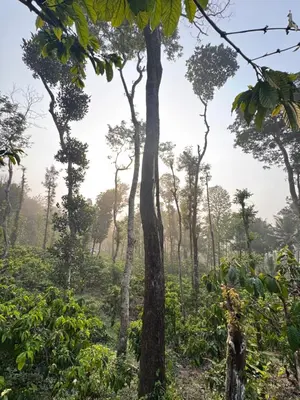 a plantation of trees in a forest at Pragathi Homestay in Mananthavady