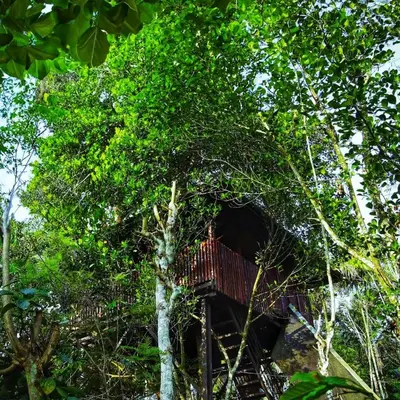 a tree house in the middle of the trees at Greens Tree House & Wood House in Sultan Bathery