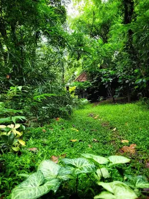 a garden with green plants and a house in the background at Greens Tree House & Wood House in Sultan Bathery