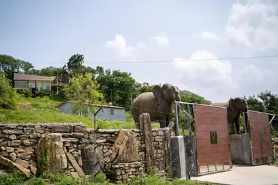 two elephants standing next to a stone fence at Yanai at Anai - Private Pool & Private Cook in Varagampadi