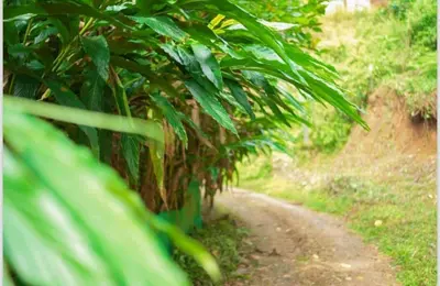 a dirt road with trees on the side at Cardamom Garden Homestay Meppadi Wayanad in Meppādi