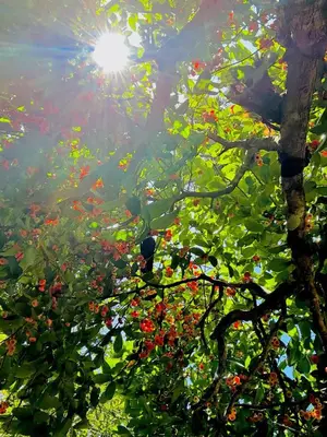 a tree filled with lots of red apples in the sun at Cardamom Garden Homestay Meppadi Wayanad in Meppādi