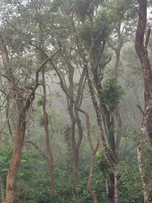 a group of trees in a misty forest at Coffee View Holiday Homes in Thirunelli
