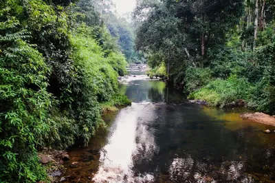 a river in the middle of a jungle with trees at Coorgglade in Kakkabe