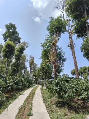 a dirt road with trees on the side at Coorg Countryside 1BR in Kushālnagar