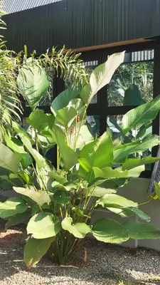 a plant with large green leaves next to a building at Cherry Blossoms Chalet in Kozhikode