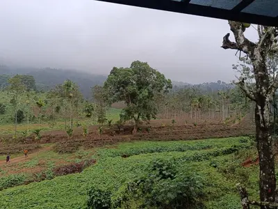 a view of a field with trees in the background at The Tree House in Vythiri