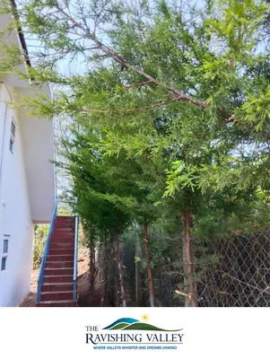 a staircase leading up to a house with trees at Ravishing Valley in Ketti