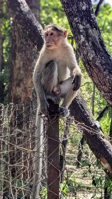 a monkey sitting on top of a tree at Casablanca Resort in Kanthalloor