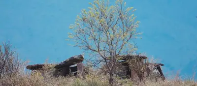 a tree in the middle of a field at Casablanca Resort in Kanthalloor