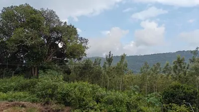 a forest with a tree and mountains in the background at Eagles Nest in Dimbam