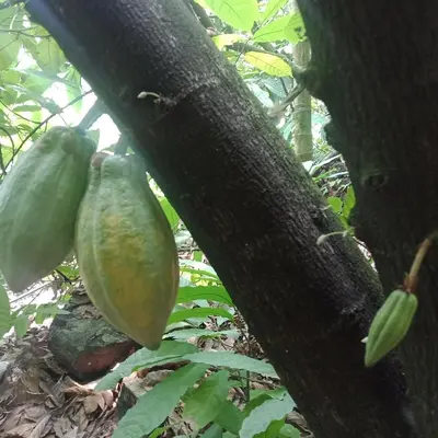 two green melons hanging from a tree at Vanillafarms in Wayanad