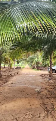 a group of palm trees on a dirt road at LBS Farmstay in Alāndurai