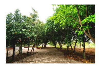 a cobblestone path through a forest of trees at Vetha farm in Aravakkurichchi