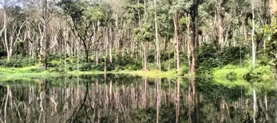 a forest of trees reflecting in a body of water at coorg Namana homestay in Suntikoppa