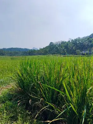 a field of green grass with mountains in the background at Jacob's Homestay in Wayanad