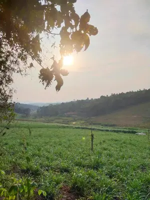 a field of green grass with the sun in the sky at Jacob's Homestay in Wayanad