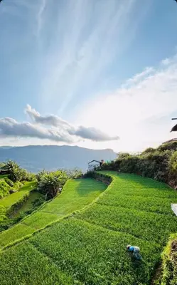 a field of grass with two animals laying in the grass at Muffintrip stays camp N trek in Kūkkāl