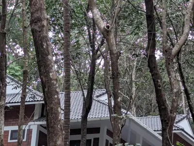 a view of the roof of a house through the trees at DreamWoods Cottage in Kelakam