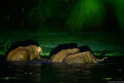 three elephants swimming in the water at night at Tusker Inn Forest Lodge in Pulpally