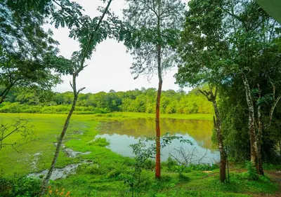 a lake in the middle of a field with trees at Tusker Inn Forest Lodge in Pulpally
