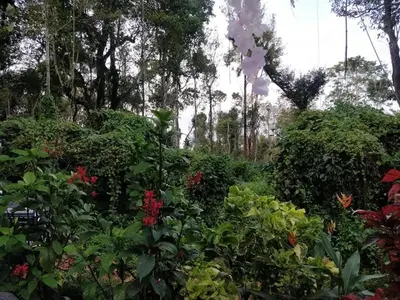 a garden filled with lots of plants and flowers at Calm Ville in Ponnampet