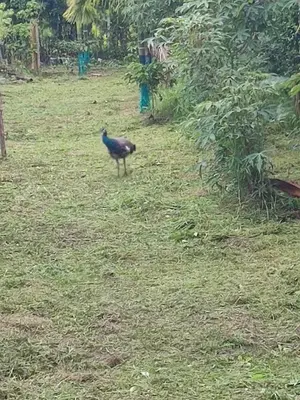 a peacock standing in a field of grass at Mountain View Stay in Kushālnagar