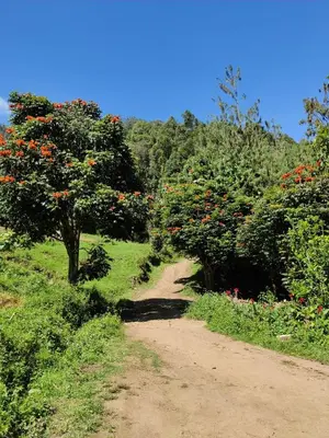 a dirt road with a tree and red flowers at Lone Tree Creek in Vattavada