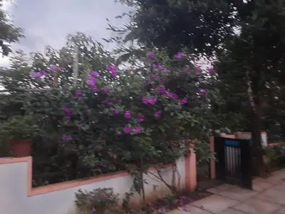a bush with pink flowers on a fence at Pariyarathu veedu, 4 Bed Hostel in Wayanad