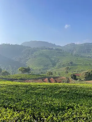 a large green field with hills in the background at The Wild House in Kotagiri