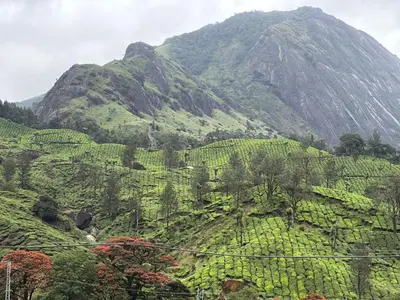 a mountain covered in green plants on a hill at Munnar Mountain view cottage in Munnar