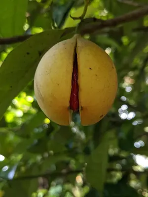 a large yellow fruit hanging from a tree at Tranquil Resort - Blusalzz Collection, Wayanad - Kerala in Ambalavayal
