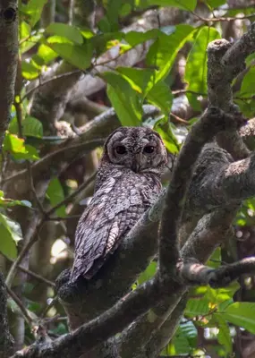 an owl is sitting on a tree branch at Pepper Nut Homestay in Thattakād