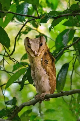 an owl is sitting on a tree branch at Pepper Nut Homestay in Thattakād