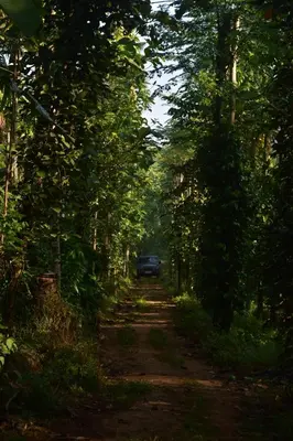 a dirt road with trees and a car on it at Pepper Nut Homestay in Thattakād