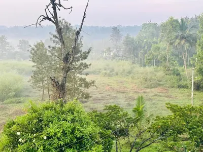 a misty field with a tree in a forest at Sky Holiday Homestay Cottages Madikeri Kushalnagar Coorg in Kushālnagar