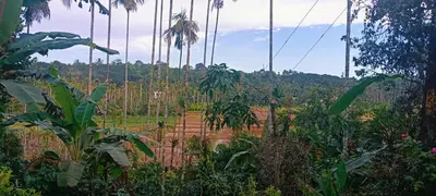 a field with palm trees in the background at The Coffee Cube in Kaniyāmbetta