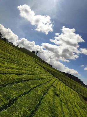 a field of green grass with a cloudy sky at Tea Garden stays in Ooty