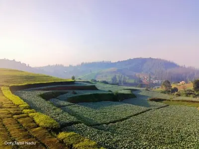 a view of a large field of green plants at Tea Garden stays in Ooty