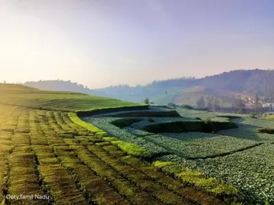 a large field of crops with mountains in the background at Tea Garden stays in Ooty