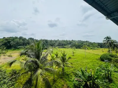 a view of a field with palm trees at Mundodan complex in Nilambūr