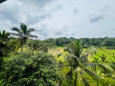 a group of palm trees in a lush green field at Mundodan complex in Nilambūr