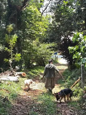 a woman walking two dogs on a path at Lucas Rainforest in Kakkabe