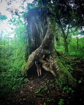 a person sitting under a tree on a trail at Ganesha Homestay, Cochin, Near Paniyeli Poru Waterfalls in Malayāttūr