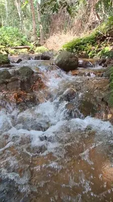 a stream of rushing water with rocks and trees at Pookie stay athirapilly in Athirappilly