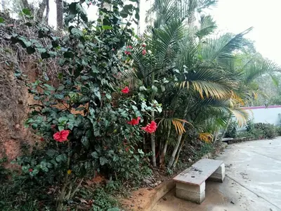 a bench sitting next to a bush with pink flowers at Somanna Estate stay in Madikeri